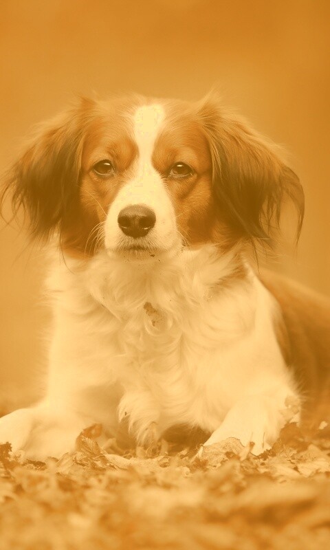 Собака на ковре из осенних листьев обои