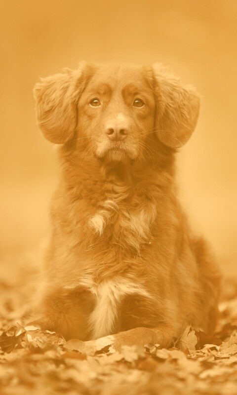 Осенний пес обои