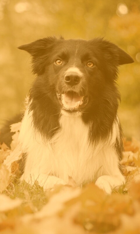 Пес среди листвы обои