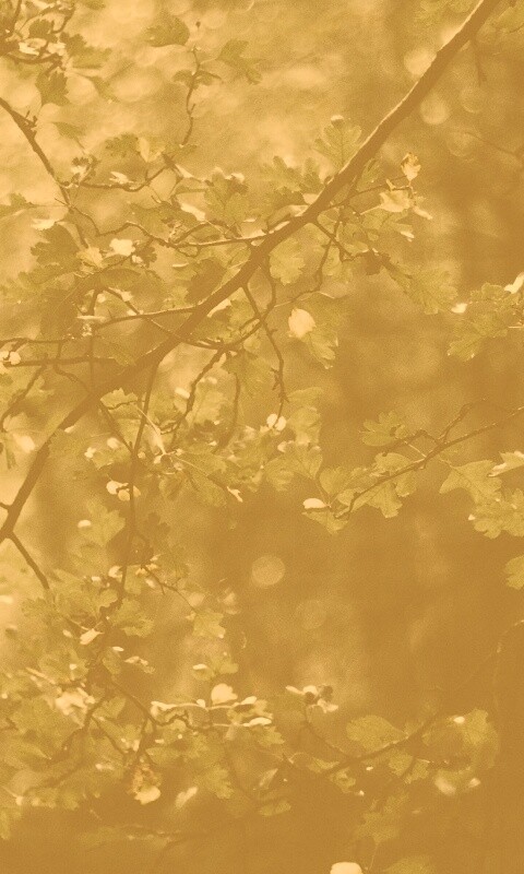 Дубовая зеленая листва обои