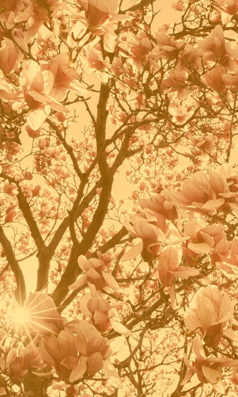 Магнолия обои