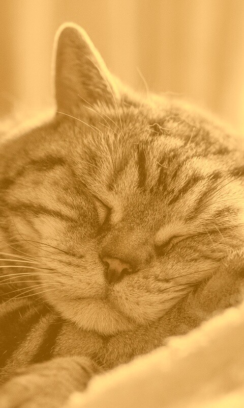Спящий кошак обои