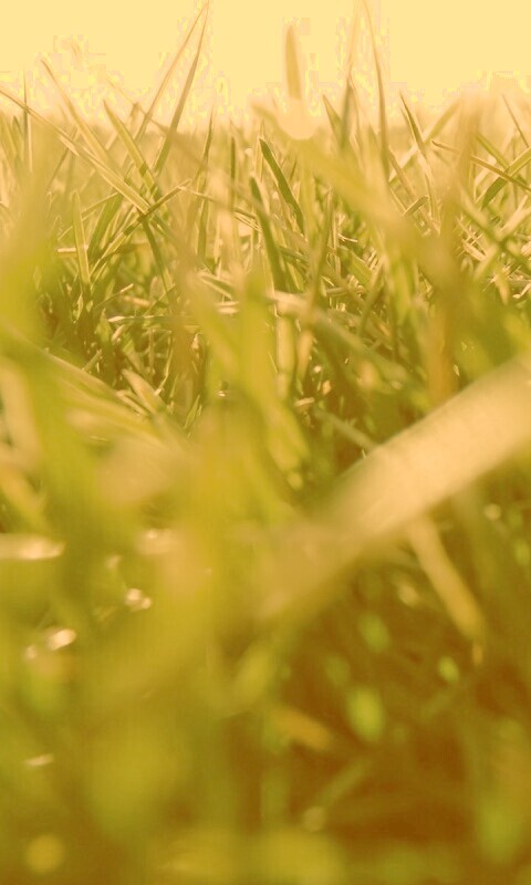 Трава обои