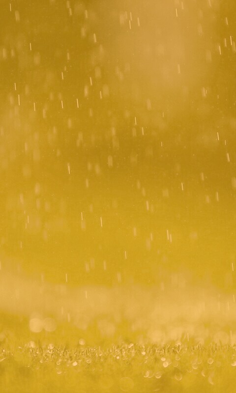 Трава под дождем обои