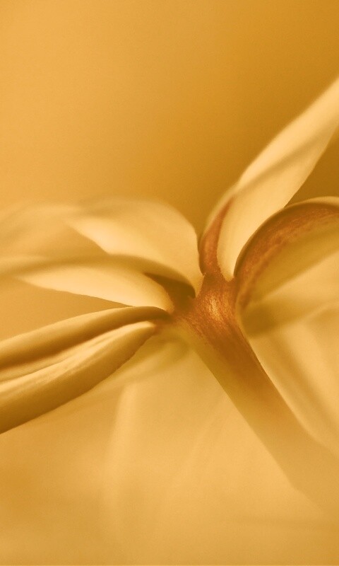 Цветок обои