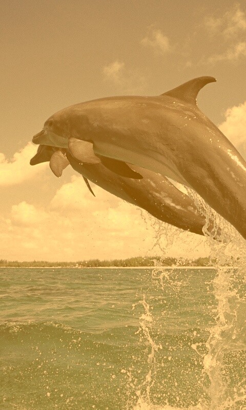 Дельфины обои