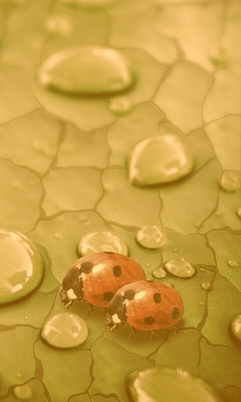 Божьи коровки обои