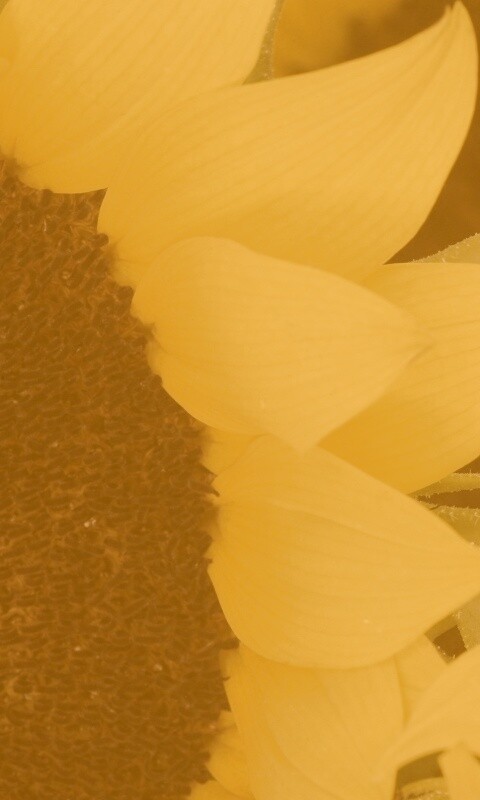 Подсолнухи обои