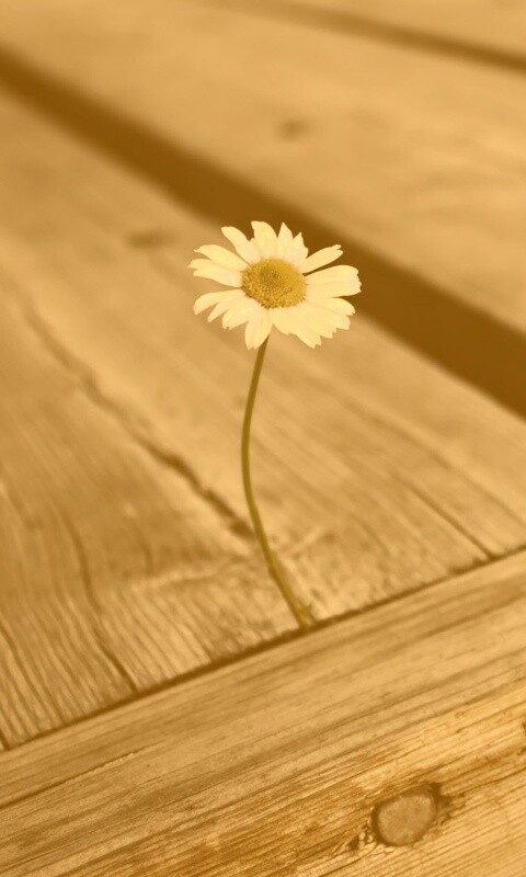 Жизнь среди смерти обои