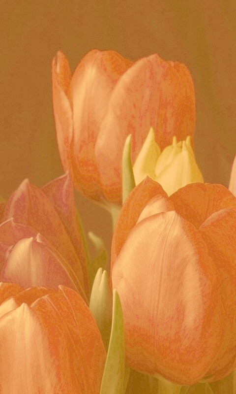 Тюльпаны обои