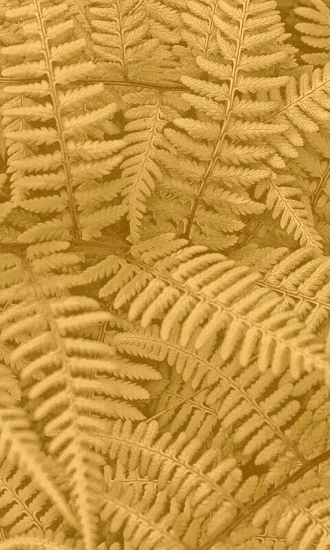 Папоротник обои
