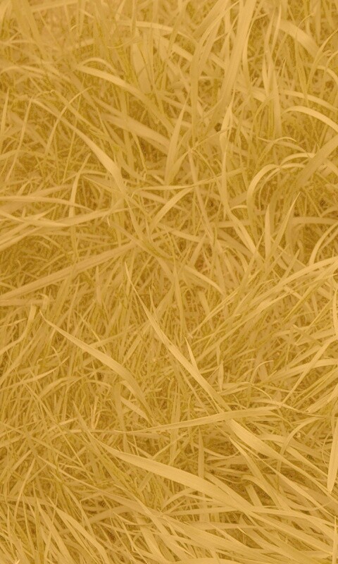 Зеленая трава обои