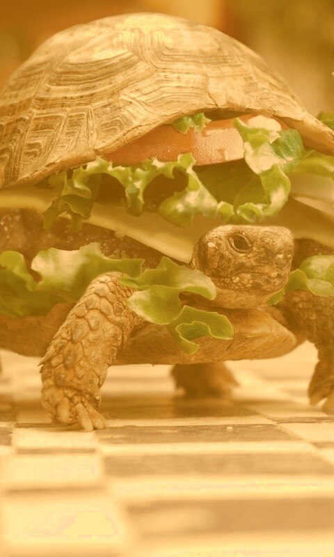 Черепахбургер обои