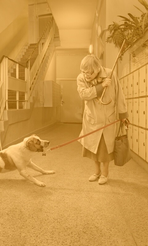 Непослушная собака обои