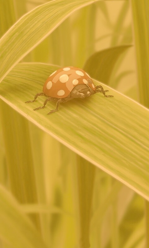 Милая божья коровка робот обои