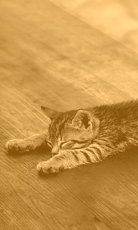 Растянувшийся кошара обои