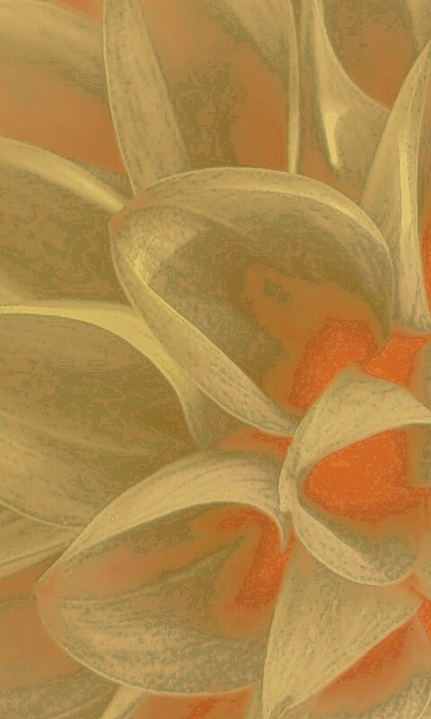 Лепестки обои