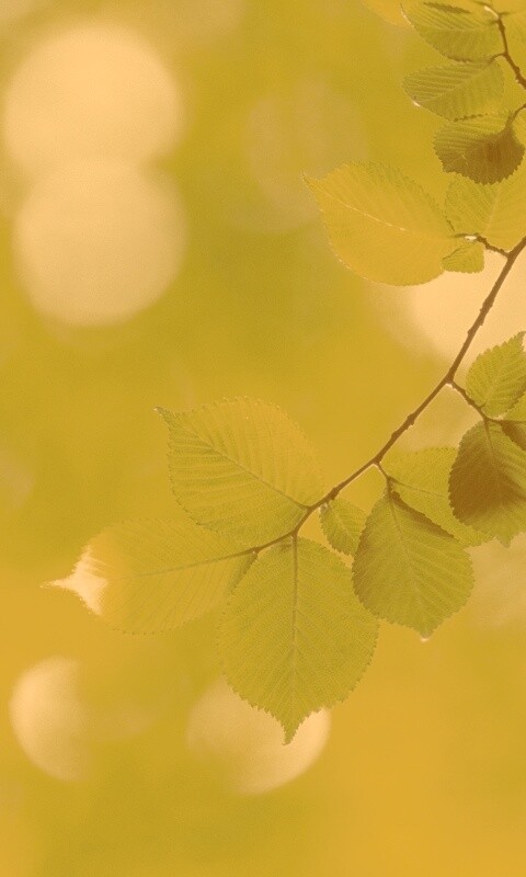 Зеленая ветка с листьями обои