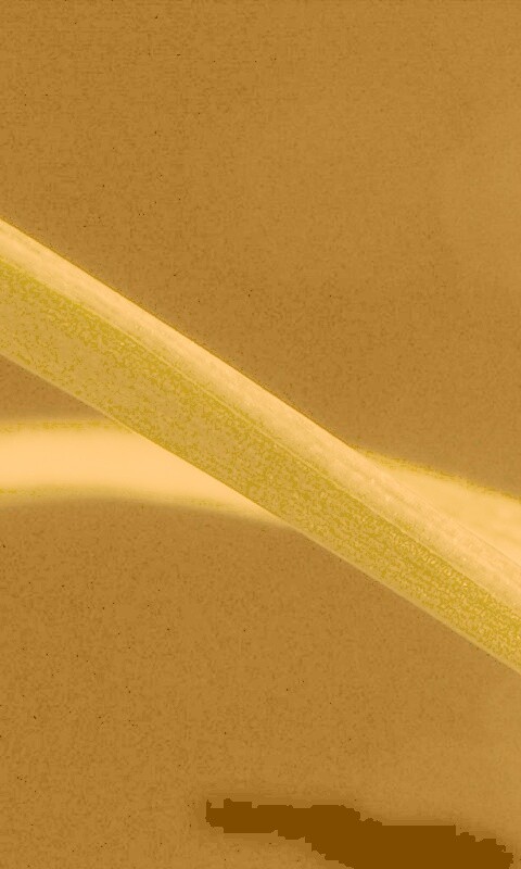 Зелень обои