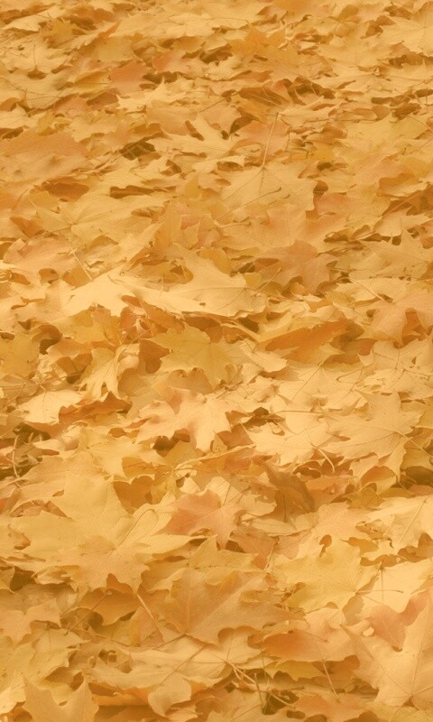 Листья клена обои