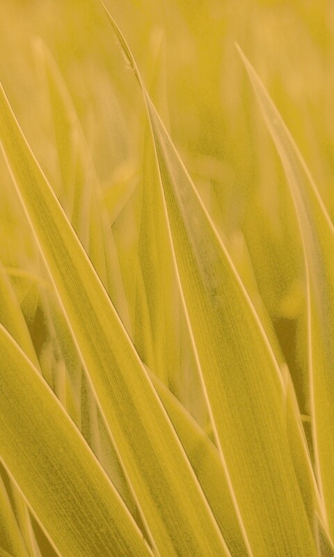 Идеальная зелень обои