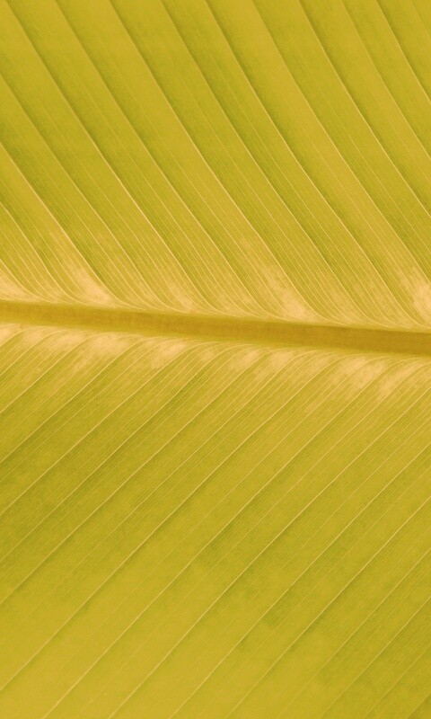 Пальмовый лист на солнце обои