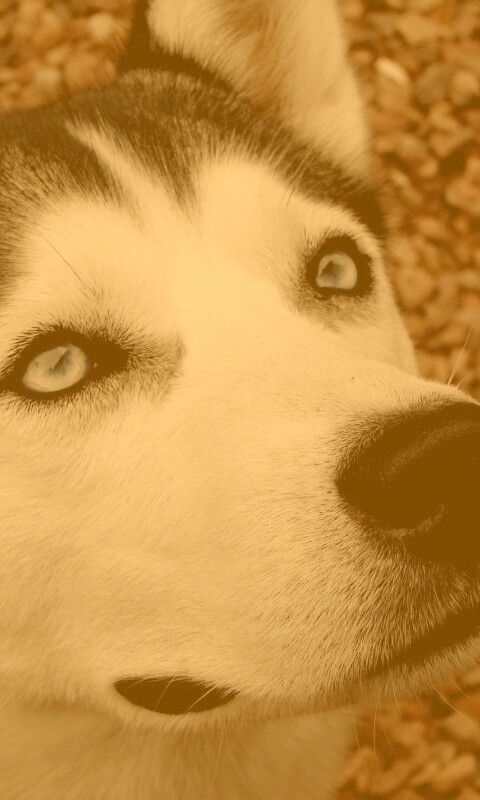 Собака хаски обои