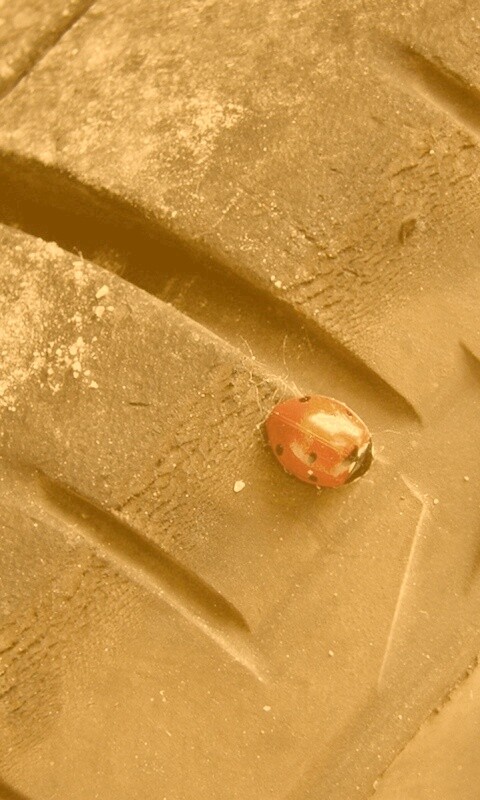 Божья коровка на автомобильной покрышке обои