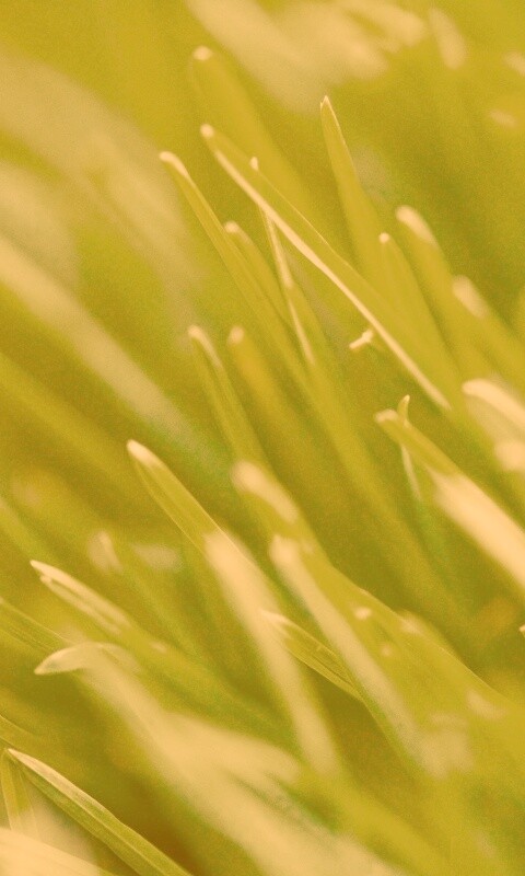 Зеленая свежая трава обои