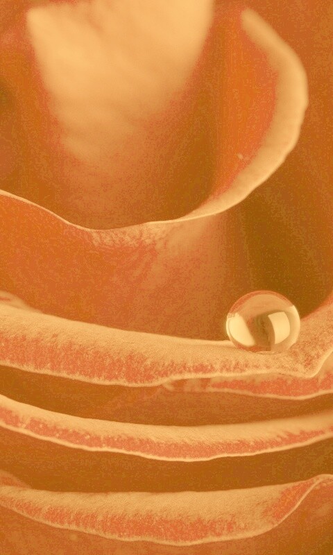 Капля воды на лепестке розы обои