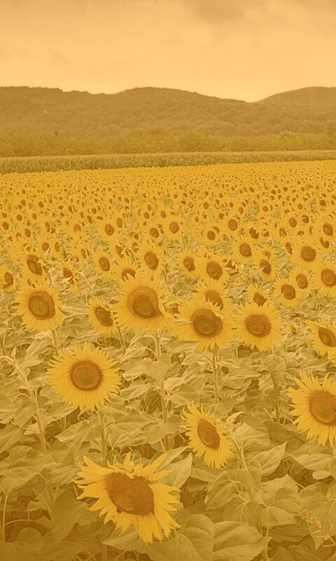 Живописное поле подсолнухов обои