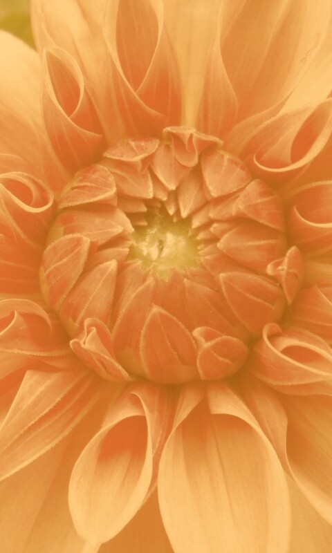 Аленький цветочек обои