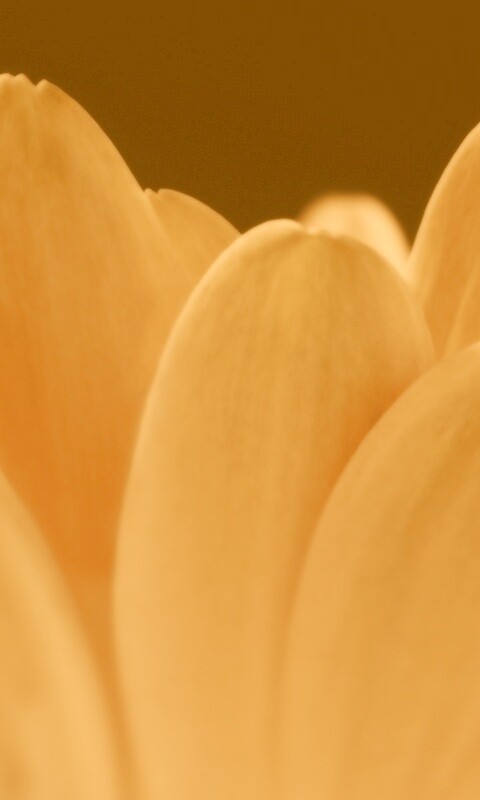 Цветочные лепестки обои