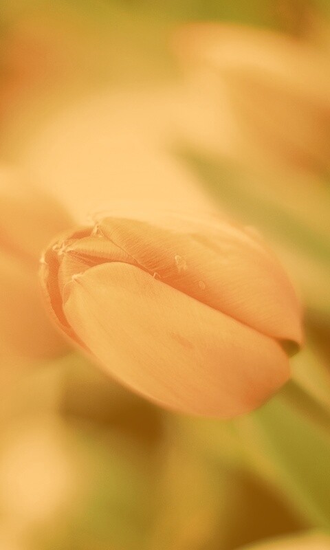 Красивый тюльпан обои