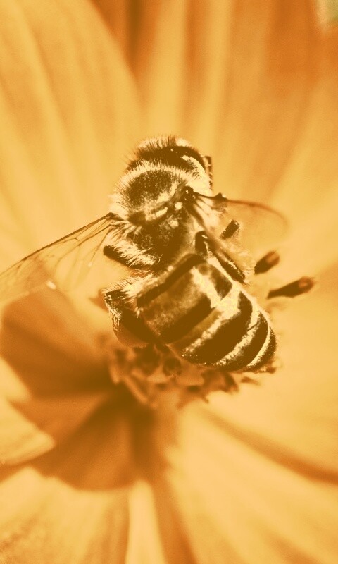 Пчела на цветке обои