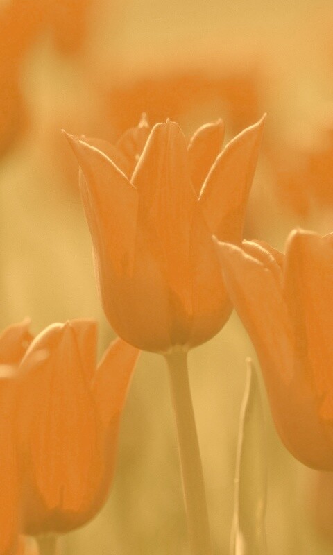 Красные цветы обои