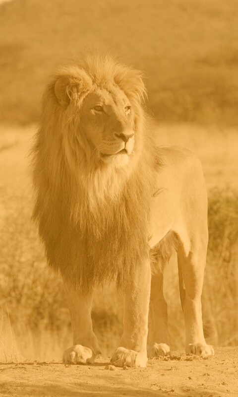 Царь зверей обои