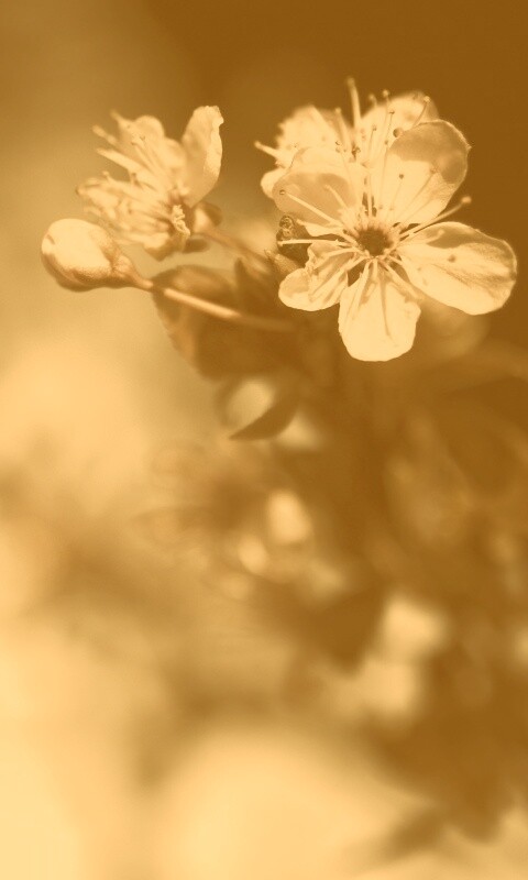 Цветок вишни обои