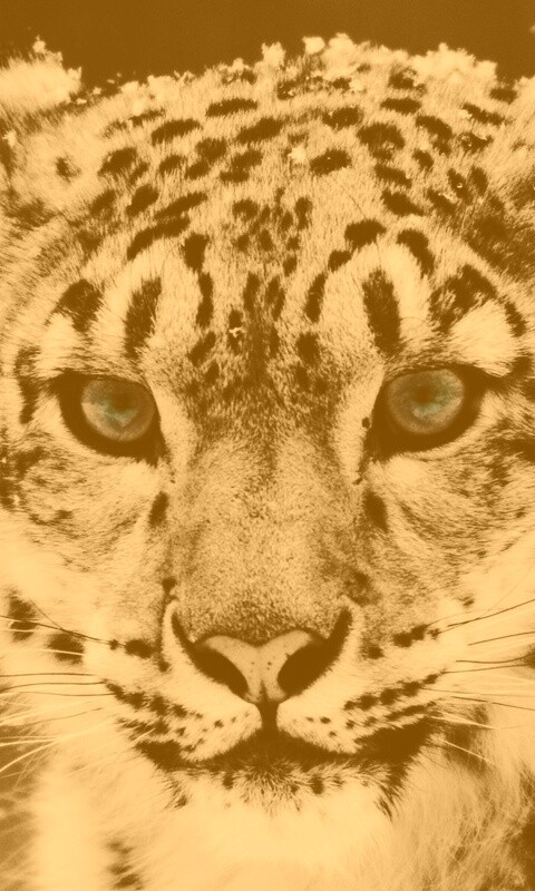 Снежный барс обои