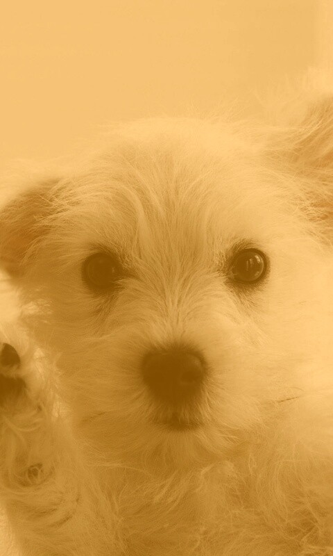 Белый любознательный щенок обои