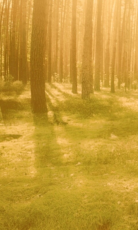 Солнечный лес обои