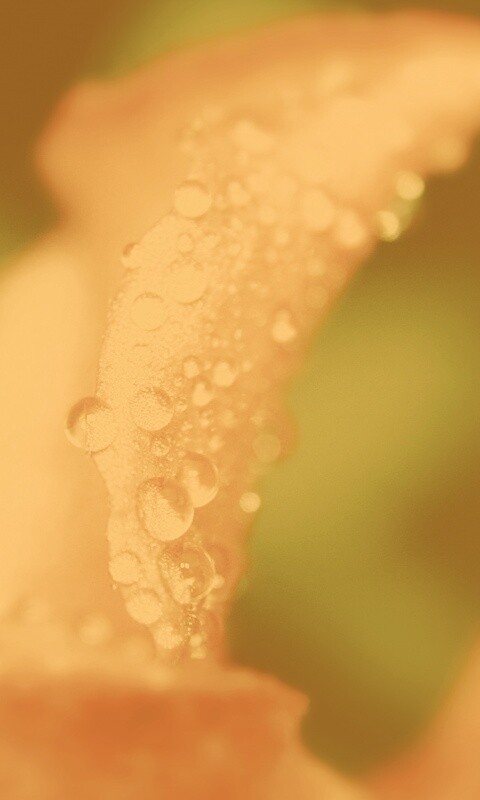 Капли росы на лепестке обои