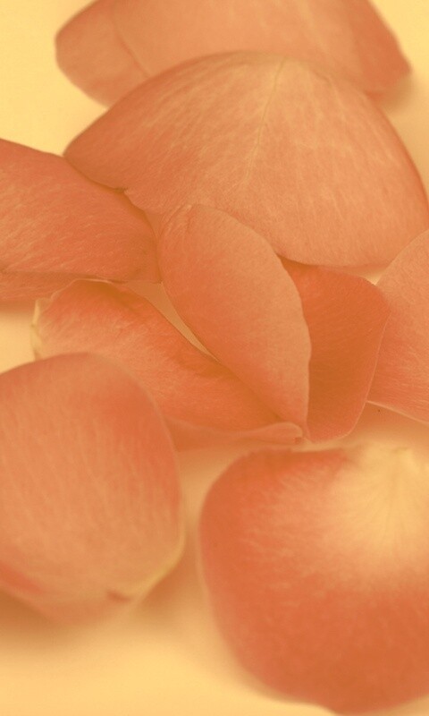 Лепестки розы обои