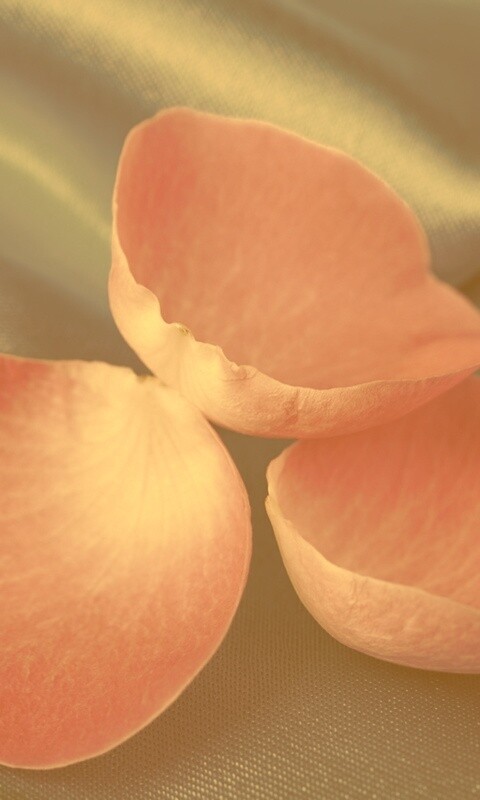 Лепестки розы на голубой ткани обои