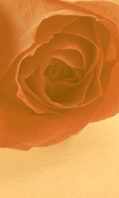 Красная роза обои