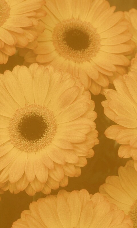 Желтые герберы обои