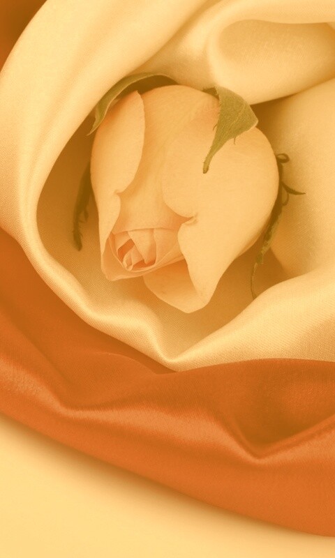 Нераспустившийся цветок розы в шелке обои