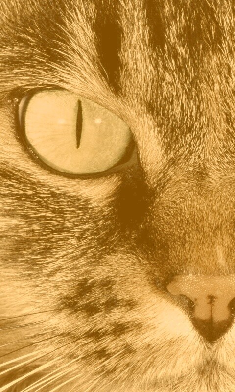 Кошачья морда обои