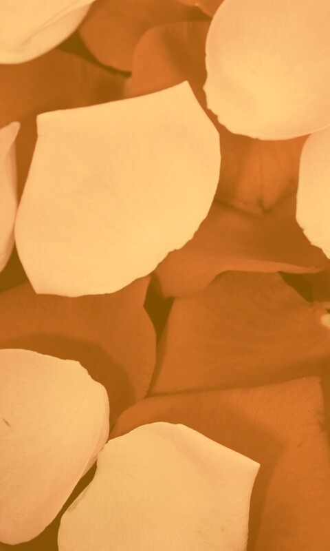 Розовые и красные лепестки обои