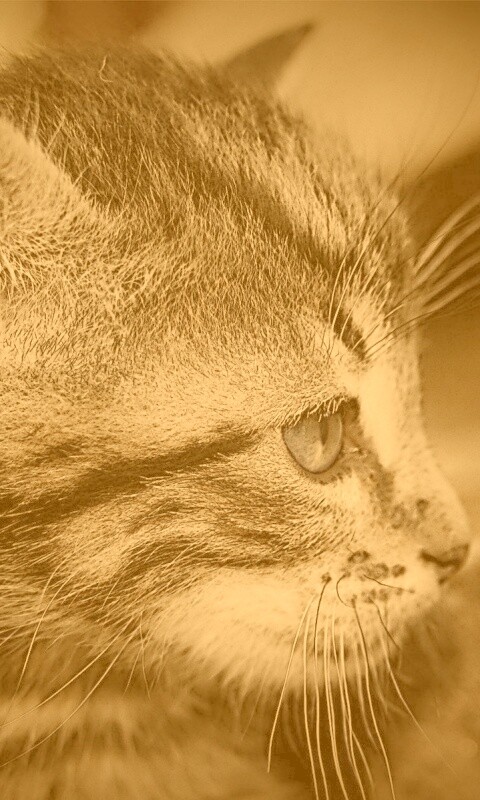 Котенок с голубыми глазами обои